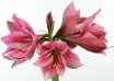 hippeastrum Gervase (1)